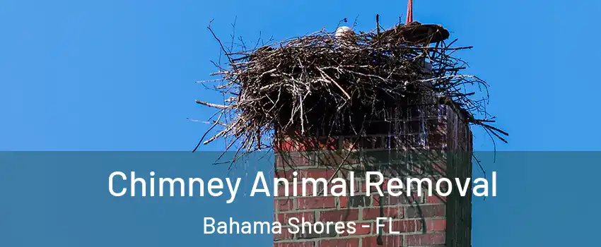 Chimney Animal Removal Bahama Shores - FL