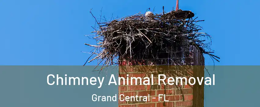 Chimney Animal Removal Grand Central - FL