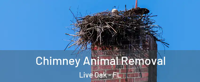 Chimney Animal Removal Live Oak - FL
