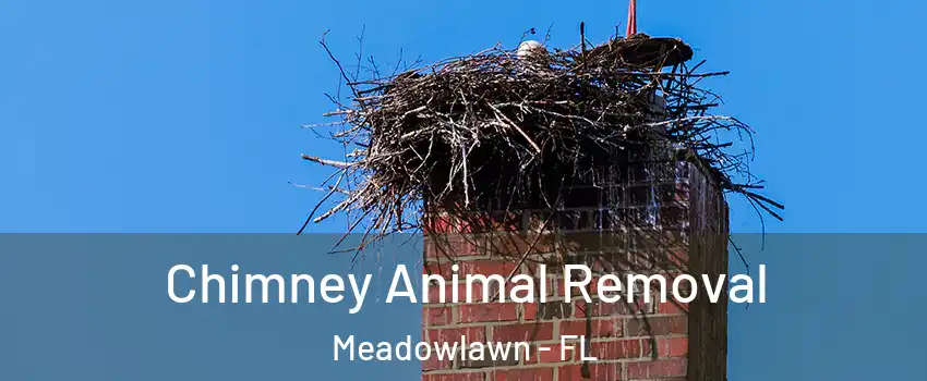 Chimney Animal Removal Meadowlawn - FL