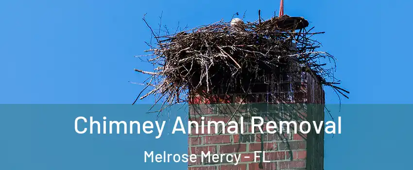 Chimney Animal Removal Melrose Mercy - FL