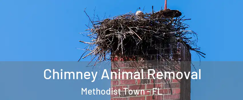 Chimney Animal Removal Methodist Town - FL