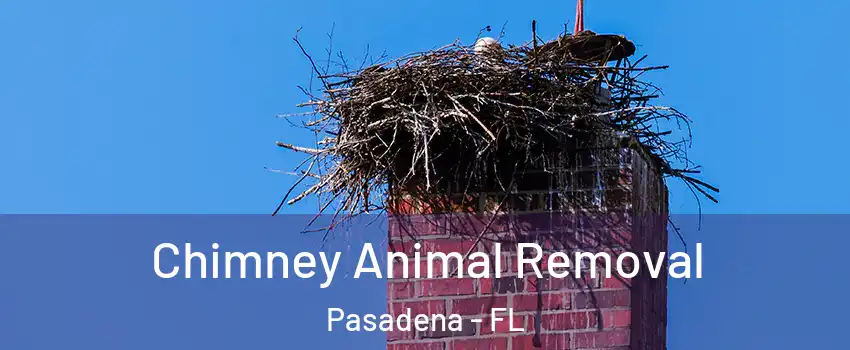 Chimney Animal Removal Pasadena - FL